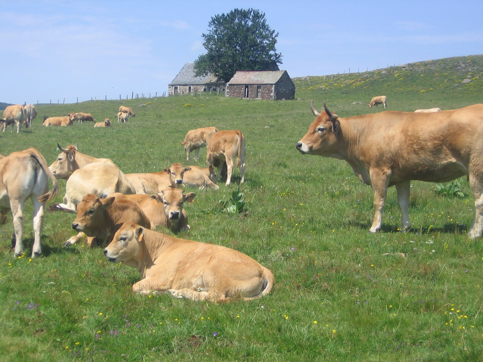 Vaches Aubrac près d’un buron
