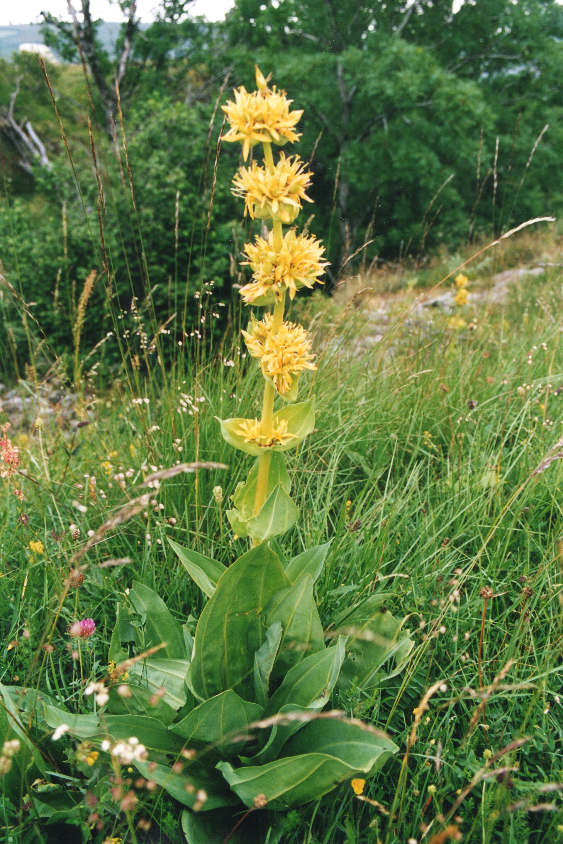Gentiane jaune sur l’Aubrac