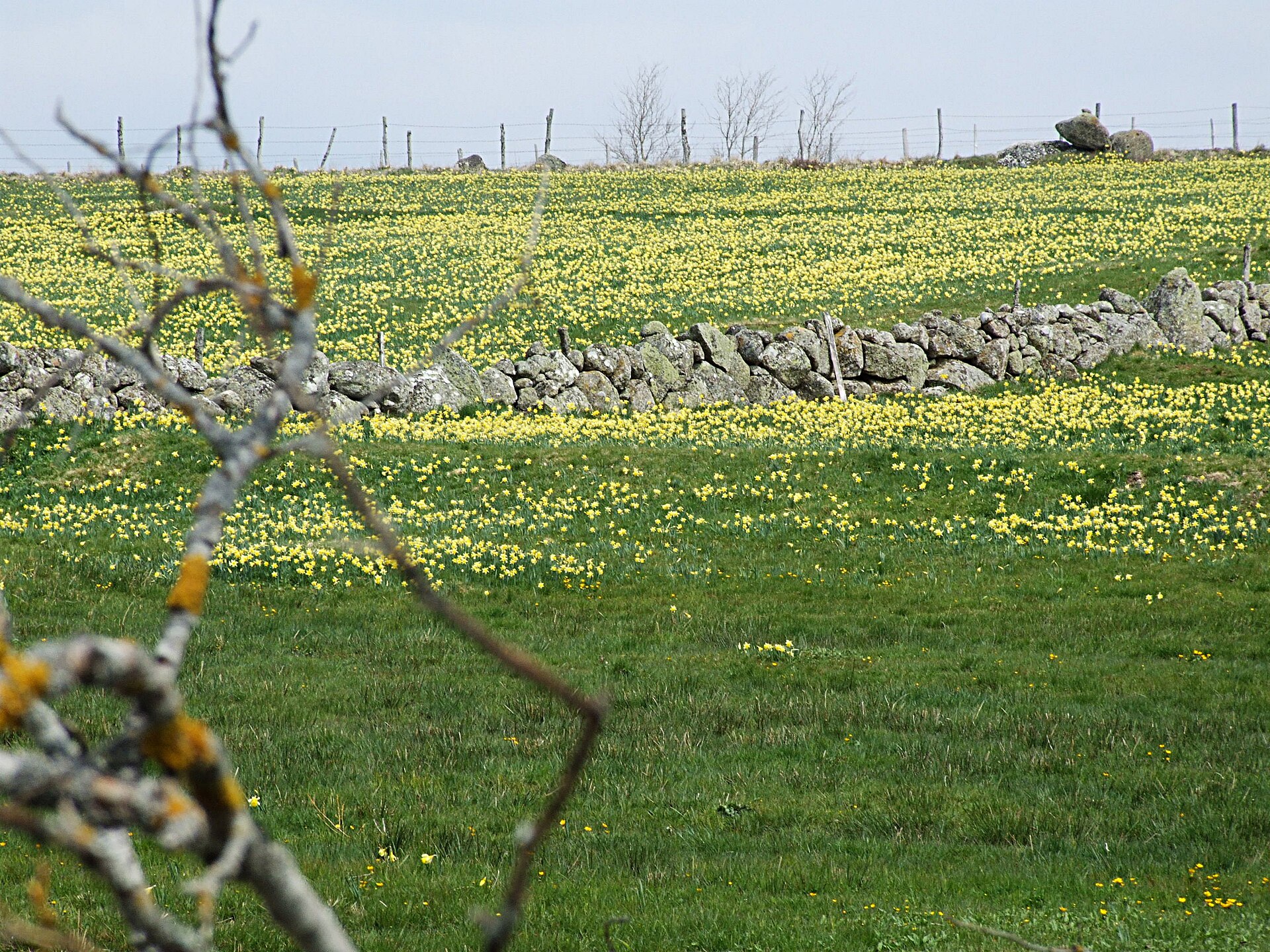 Printemps sur l’Aubrac, herbages et ciel