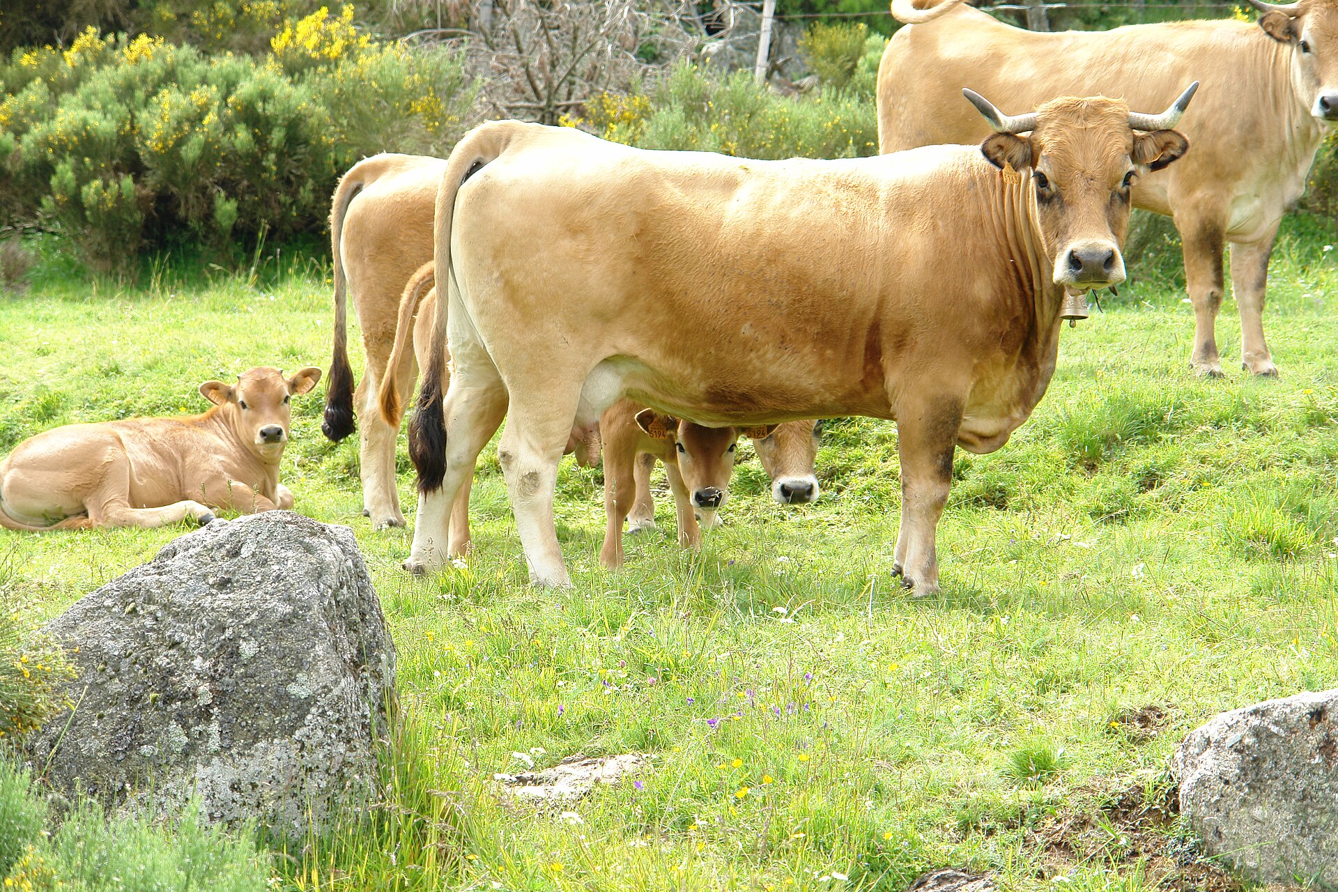 Troupeau de vaches Aubrac au pâturage